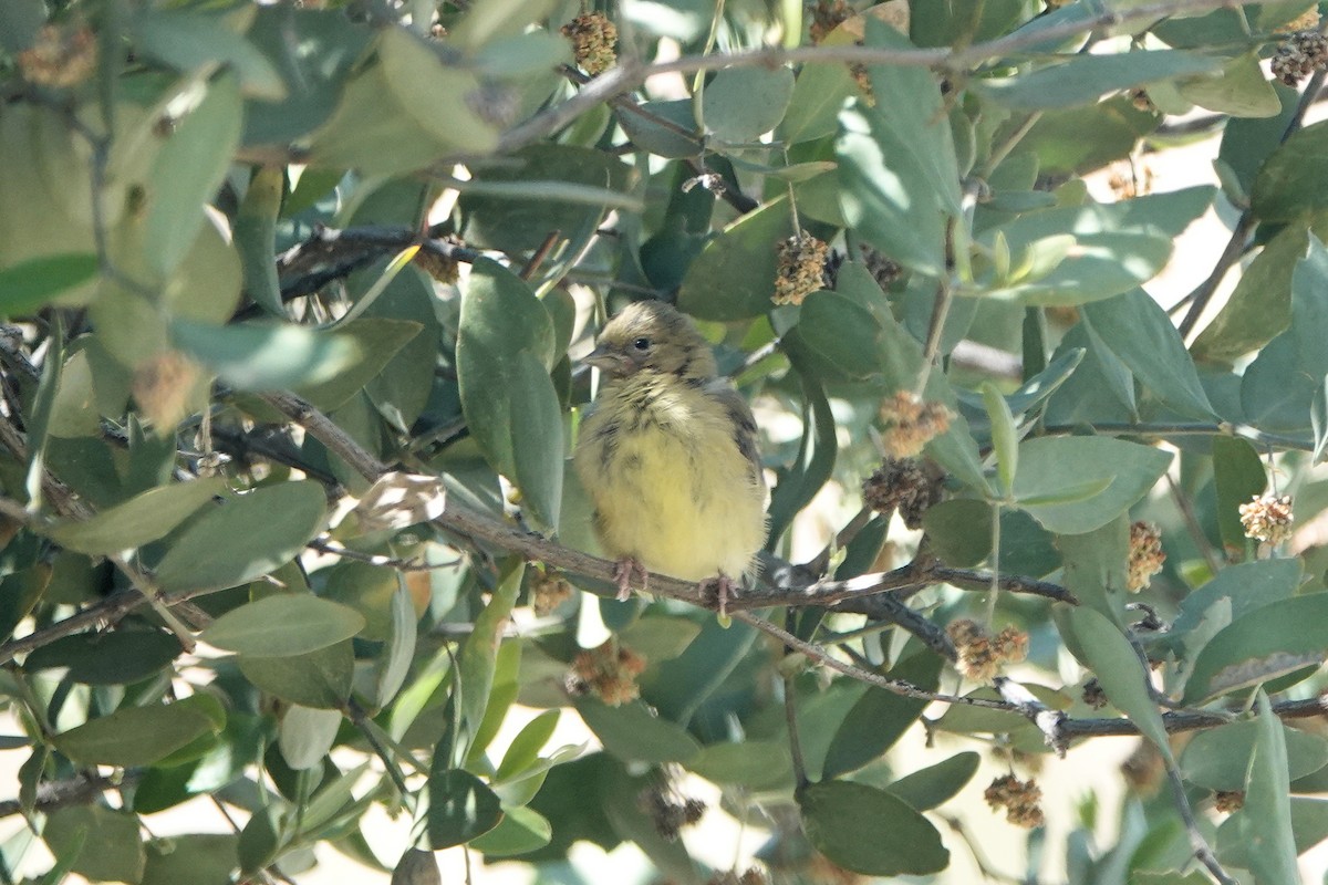 Lesser Goldfinch - Diana Spangler