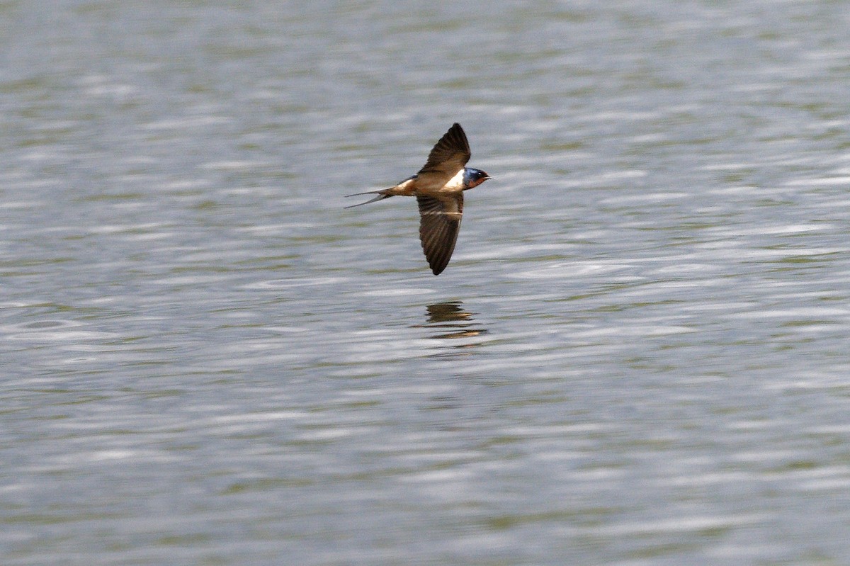 Barn Swallow - Jan  Kool