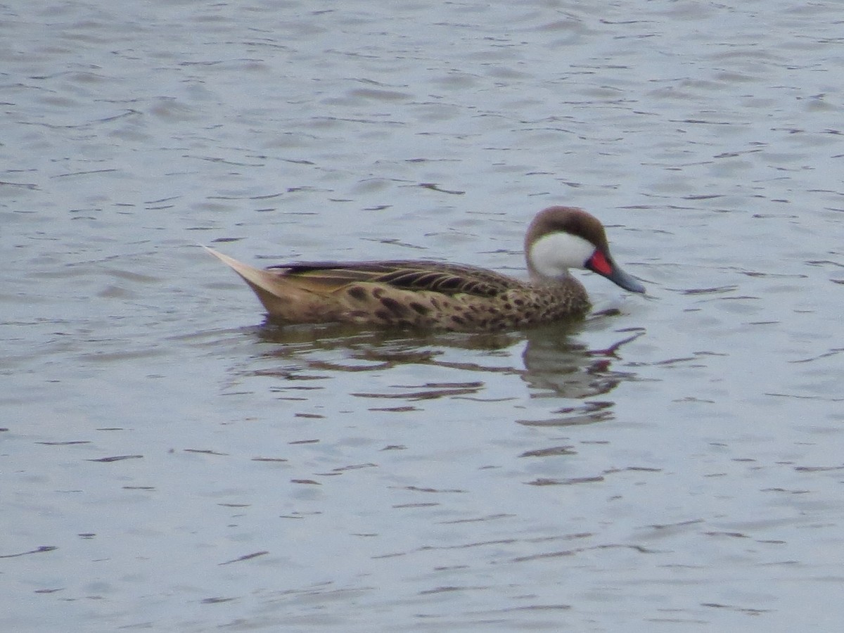 White-cheeked Pintail - ML617947462