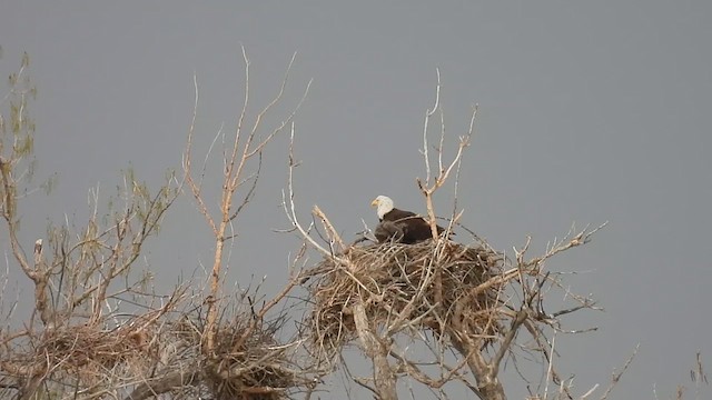 Bald Eagle - ML617947480