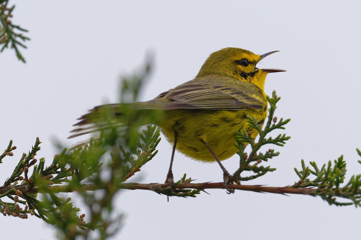 Prairie Warbler - Jan  Kool