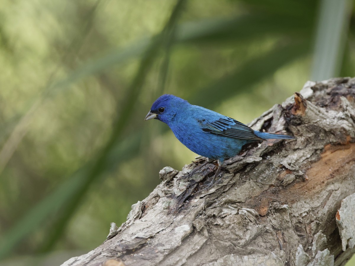 Indigo Bunting - Dina Perry