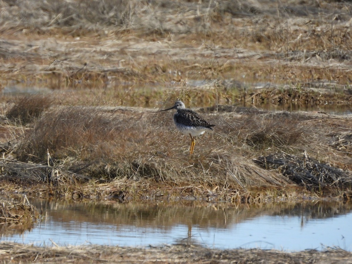 Greater Yellowlegs - ML617947506