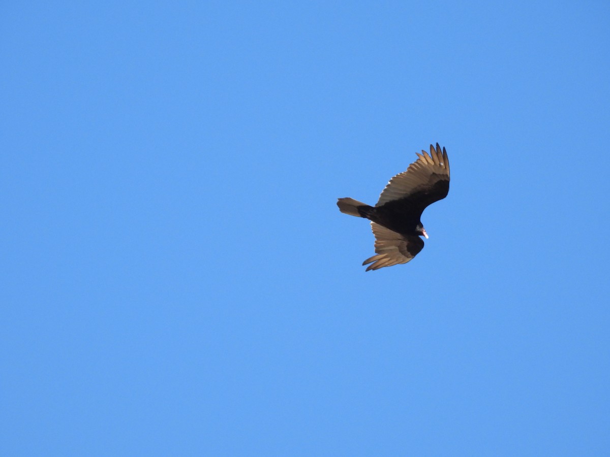 Turkey Vulture - ML617947536