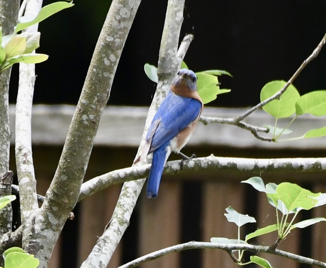 Eastern Bluebird - wendy ambrefe