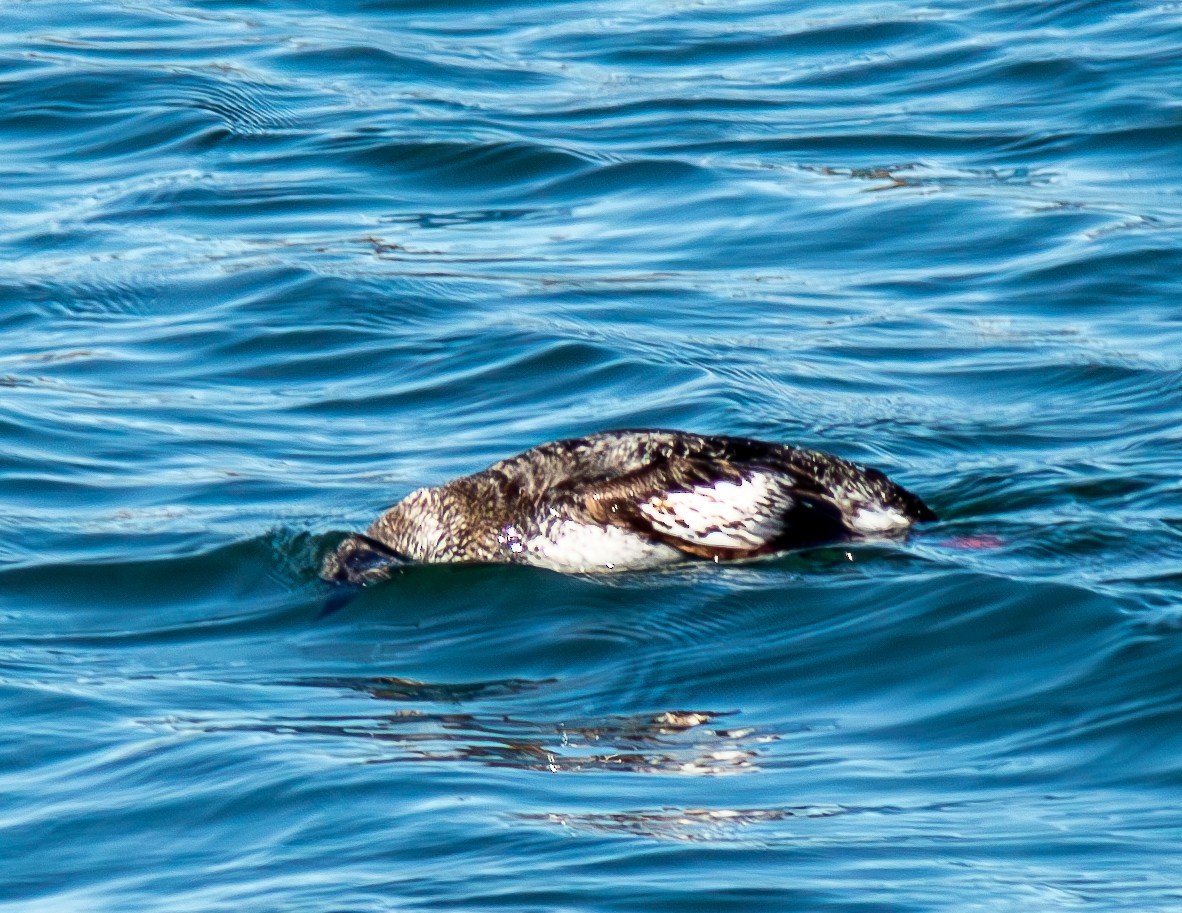 Black Guillemot - ML617947692