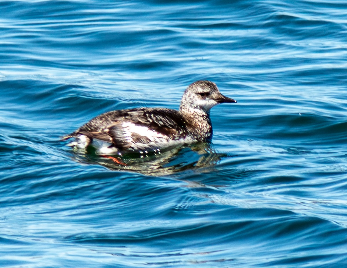 Black Guillemot - ML617947693