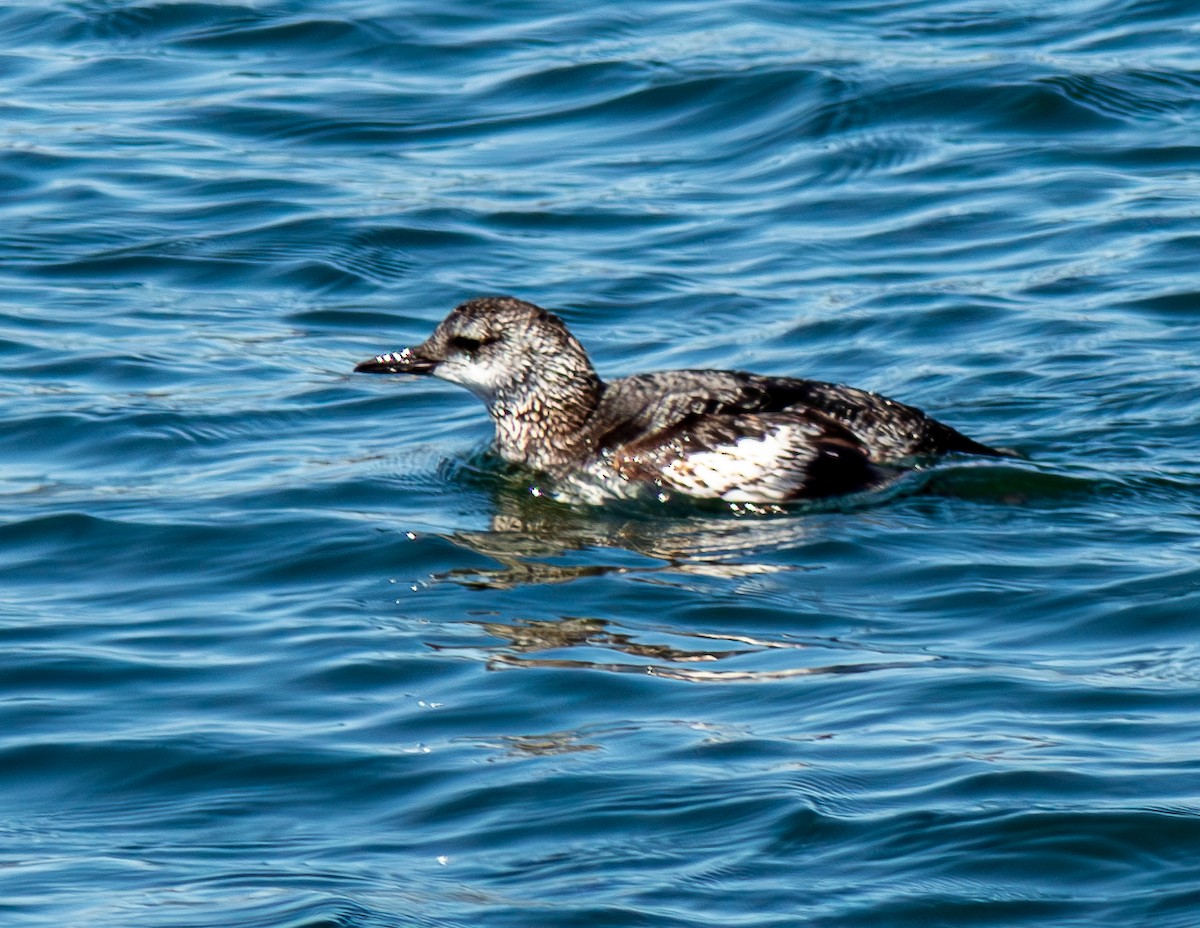 Black Guillemot - ML617947695