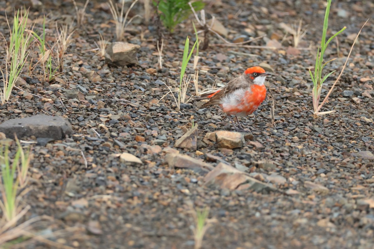 Crimson Chat - ML617947701