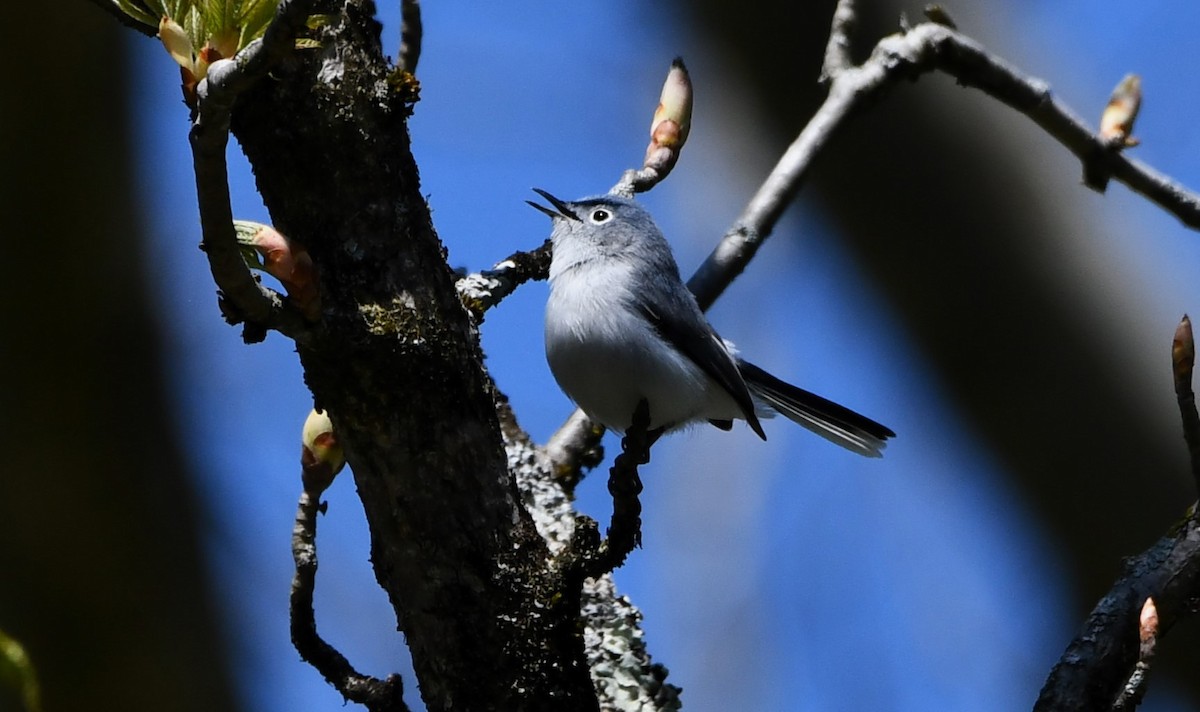 Blue-gray Gnatcatcher - ML617947702