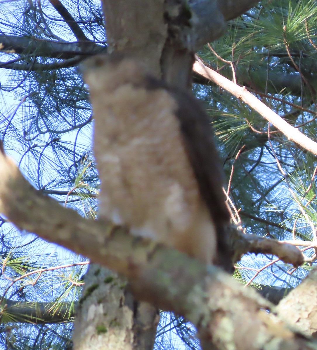 Cooper's Hawk - ML617947742