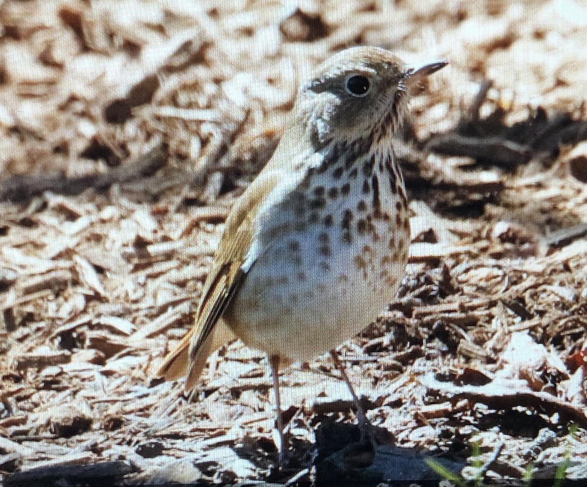 Hermit Thrush - Jules S