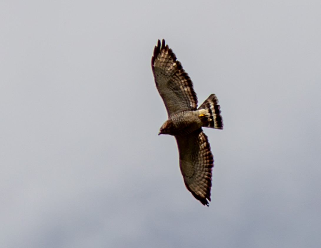 Broad-winged Hawk - ML617947783