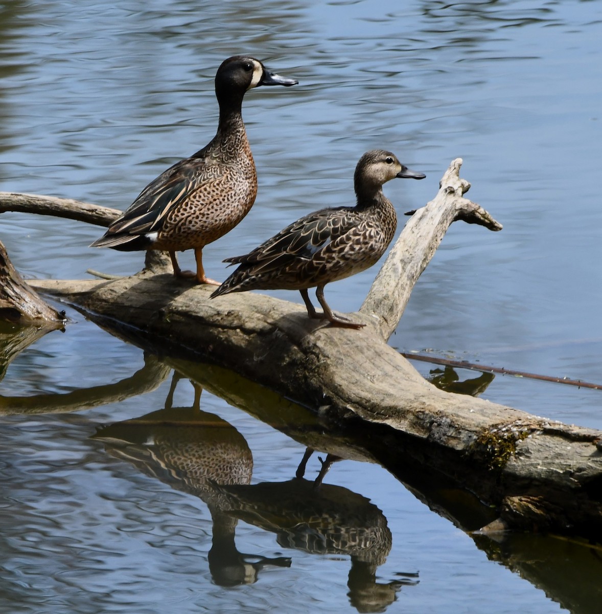 Blue-winged Teal - Gregory Hartman