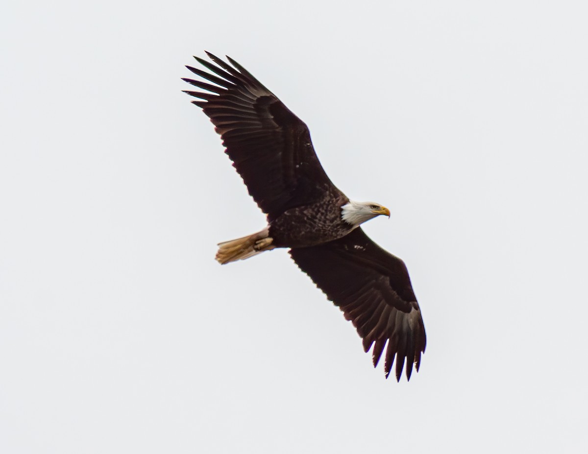 Bald Eagle - ML617947827