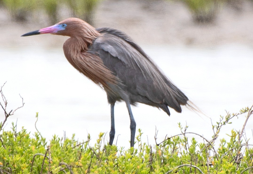 Reddish Egret - Kenneth Butler