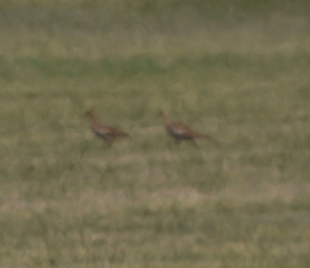 Upland Sandpiper - Gary Graves