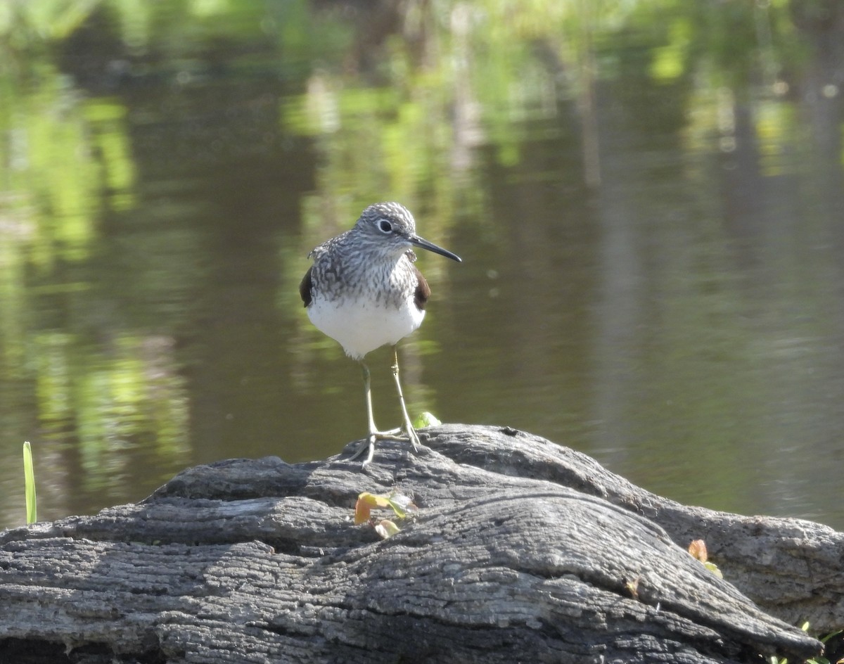 Solitary Sandpiper - ML617947909