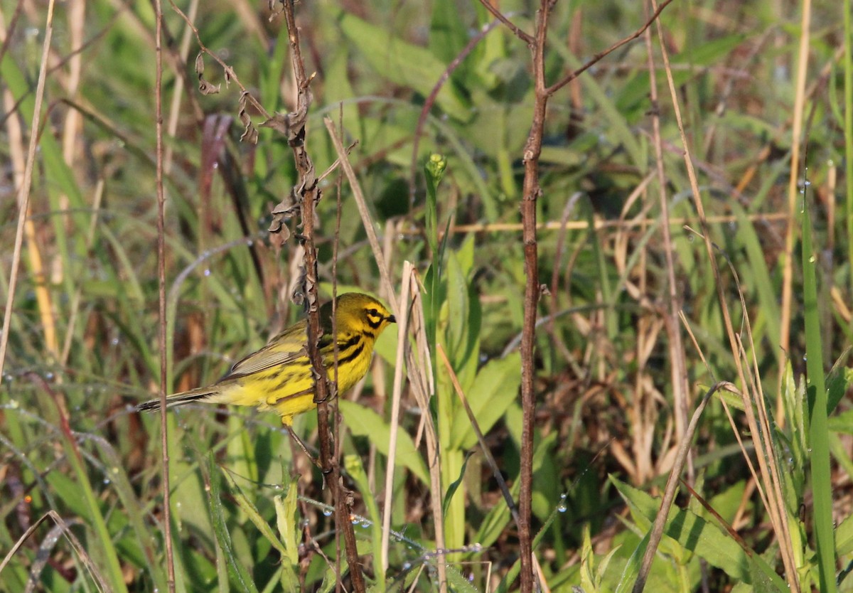 Prairie Warbler - ML617947925