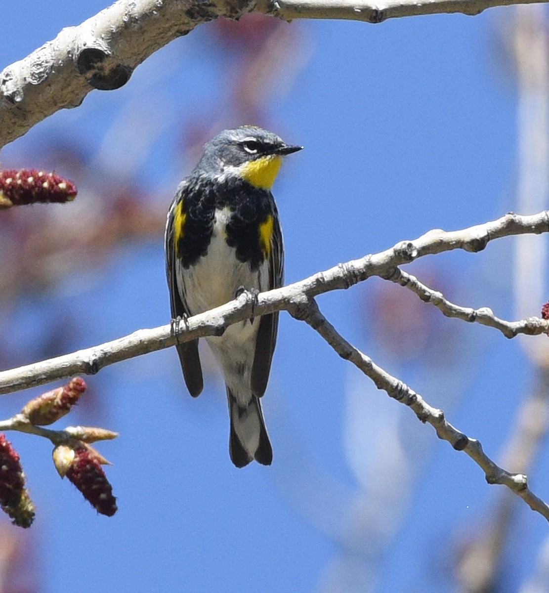 Yellow-rumped Warbler (Myrtle x Audubon's) - Steven Mlodinow