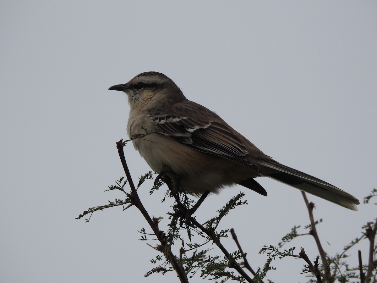 Chalk-browed Mockingbird - ML617947957