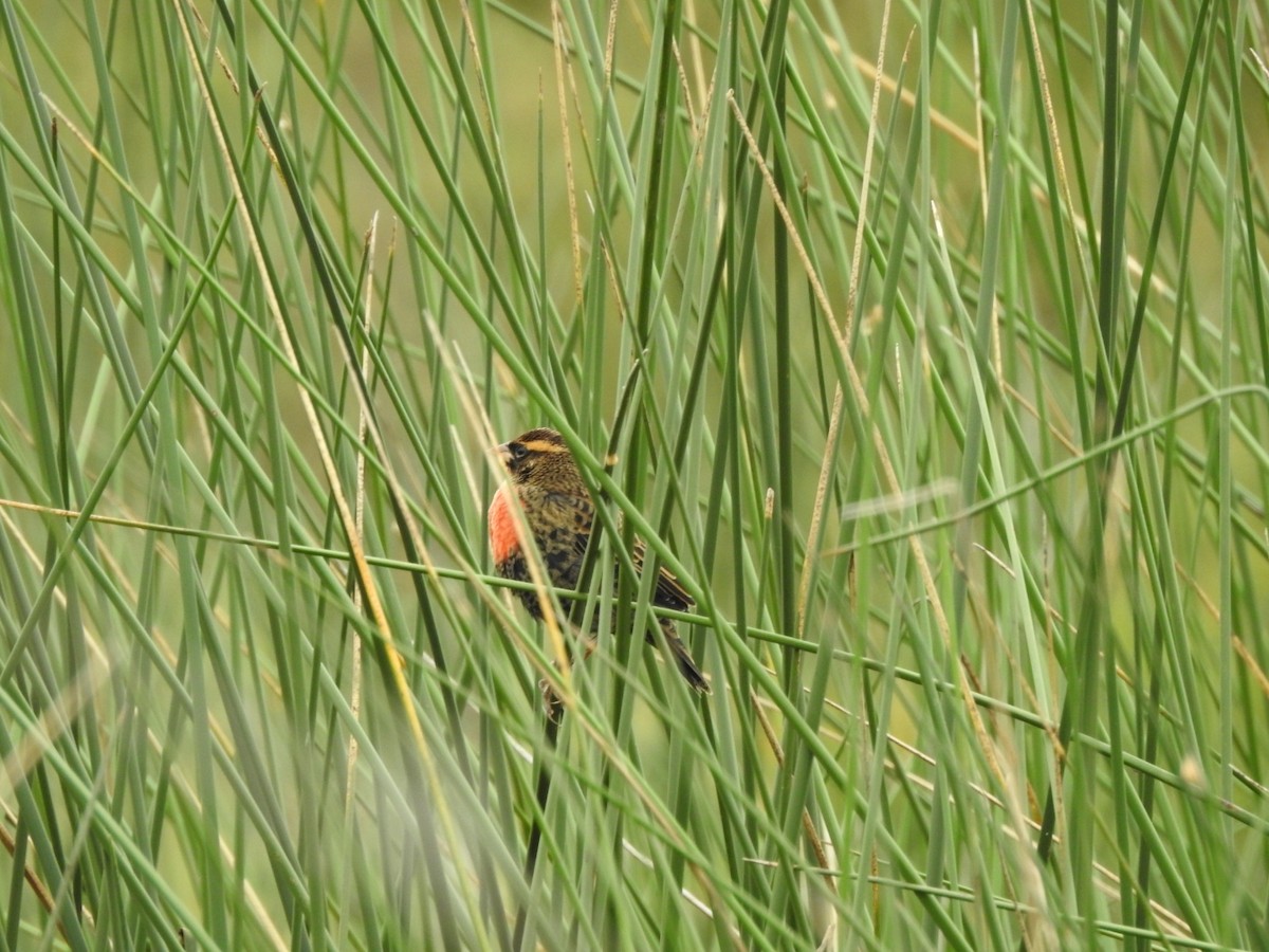 White-browed Meadowlark - Carlos Galvan