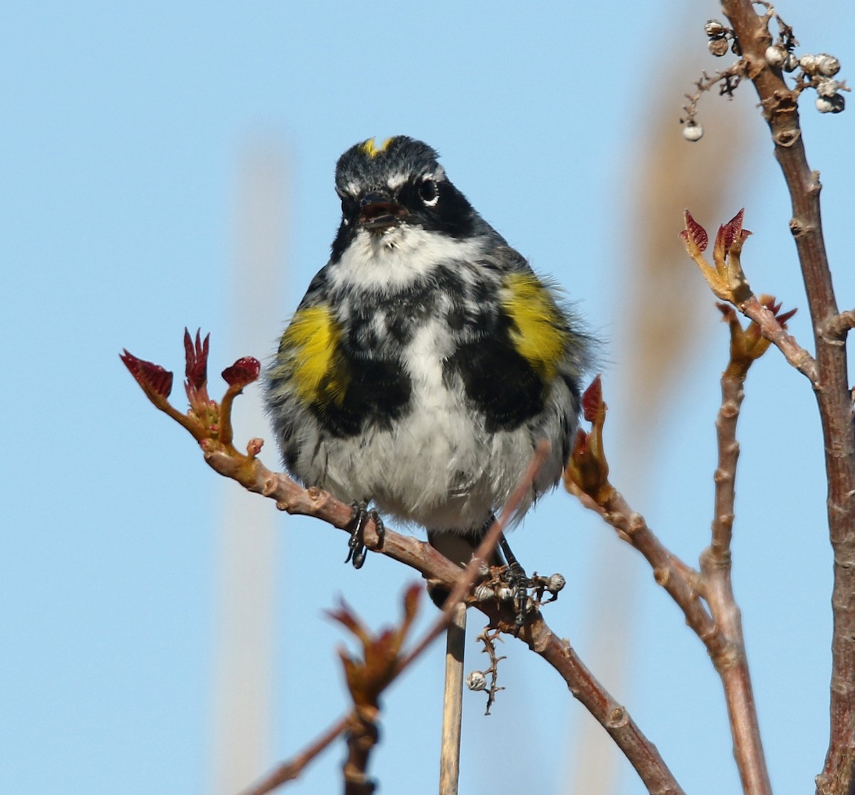 Yellow-rumped Warbler - H. Resit Akçakaya