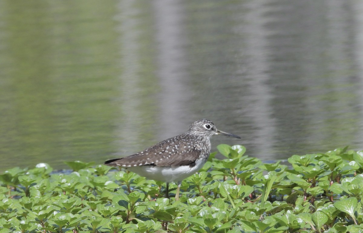 Solitary Sandpiper - ML617947986