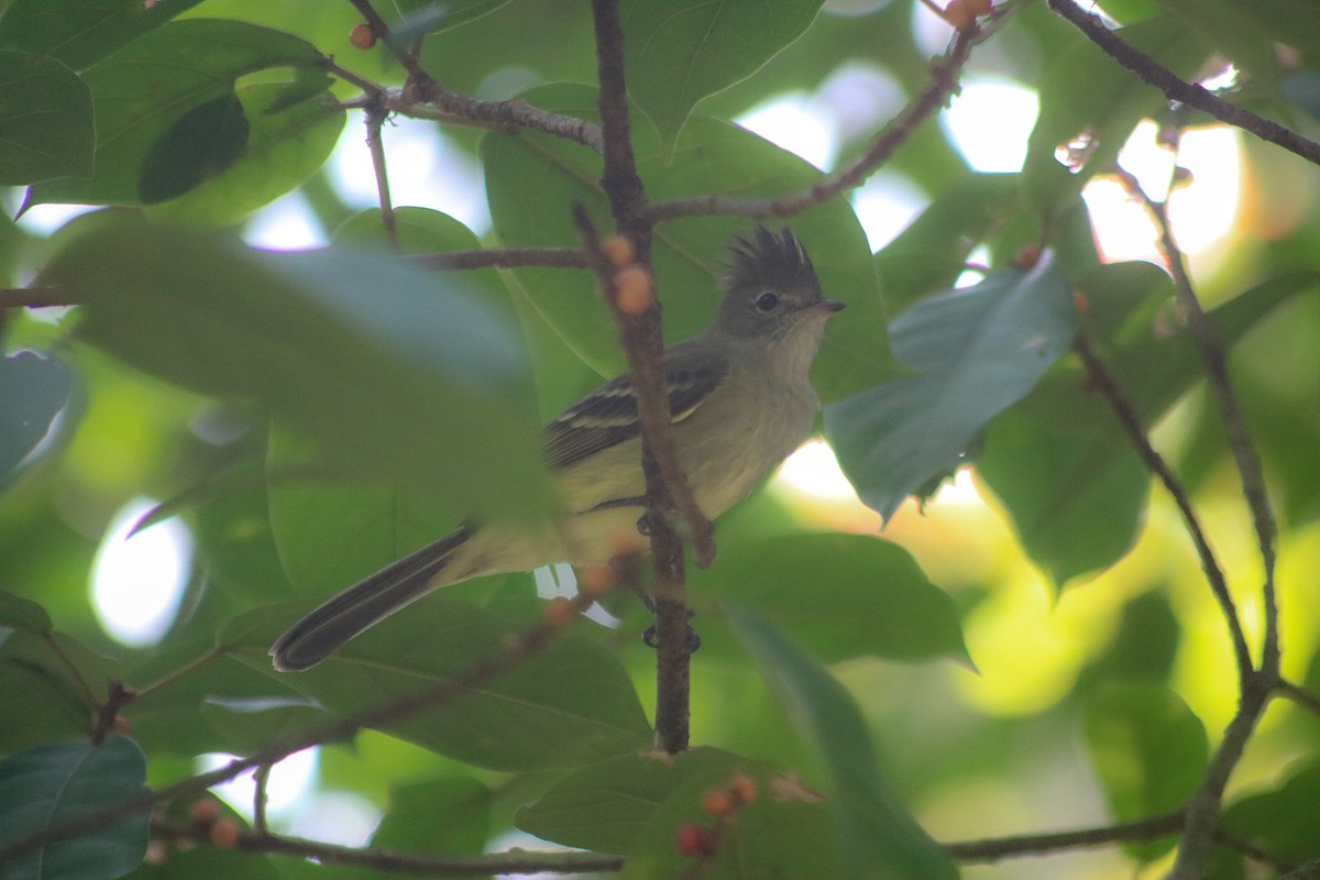 Yellow-bellied Elaenia - ML617948084