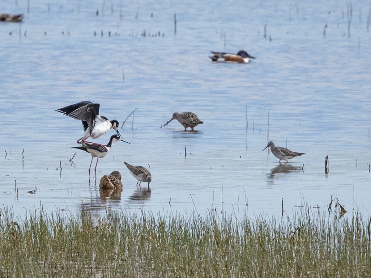 Hudsonian Godwit - Gretchen Knipshild