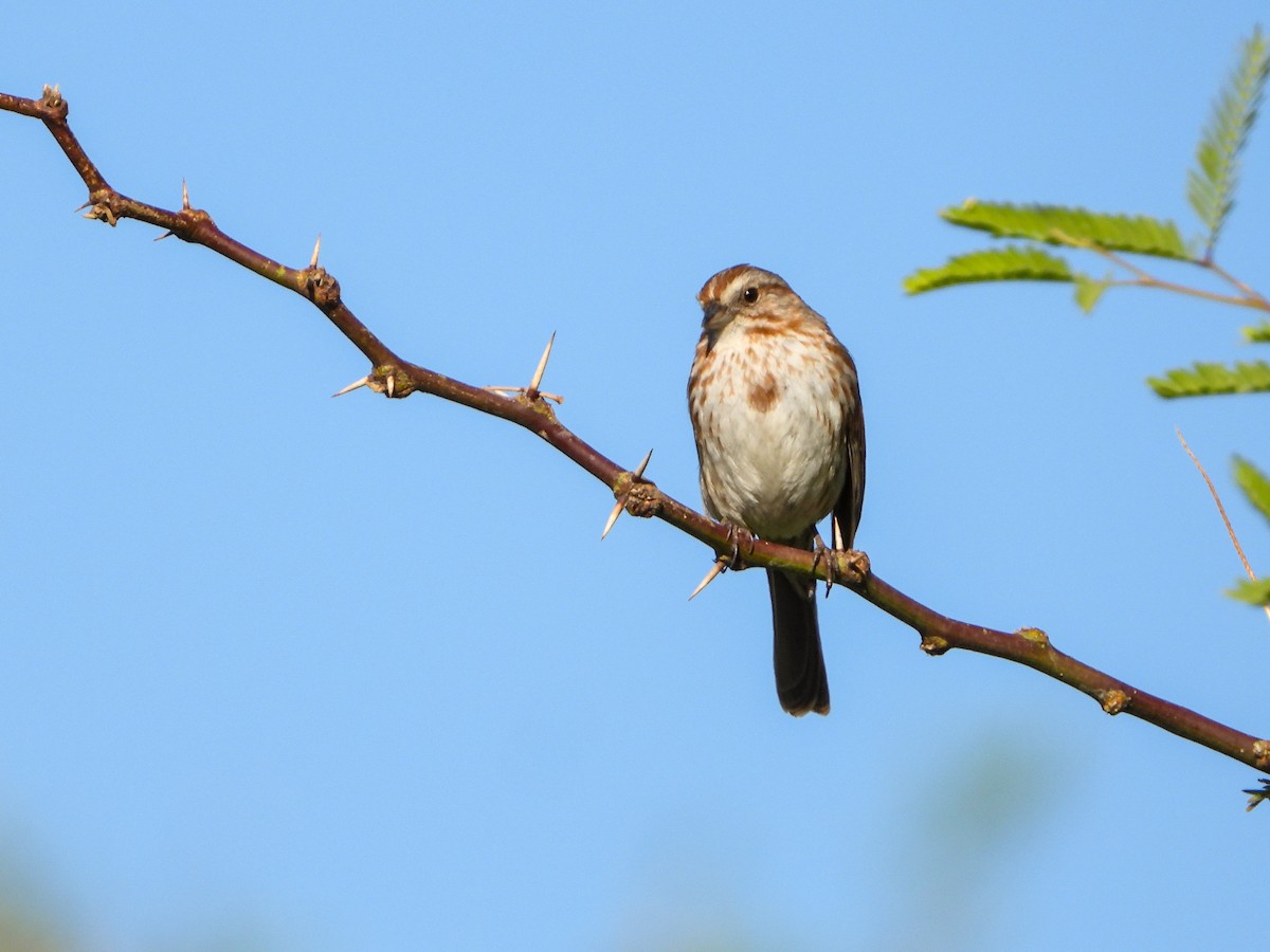 Song Sparrow - ML617948127