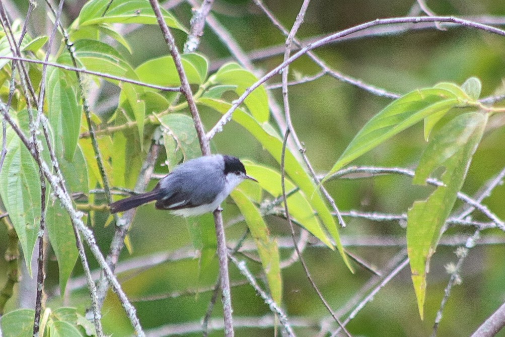 Tropical Gnatcatcher - ML617948164