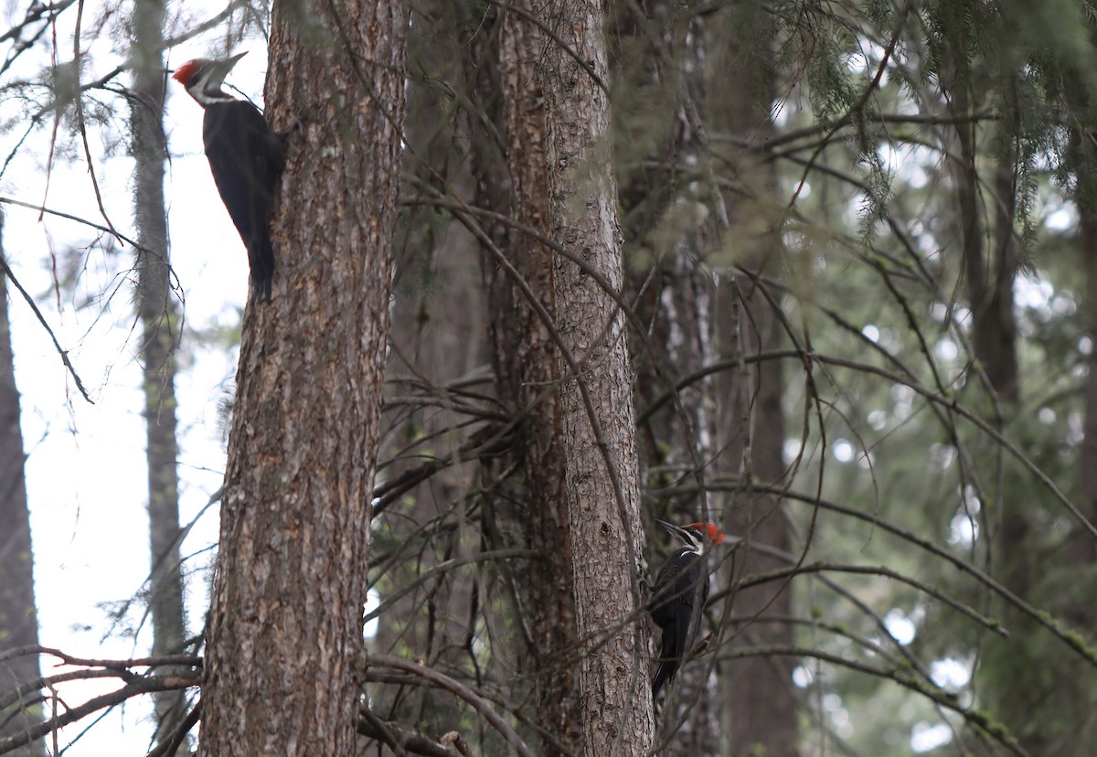 Pileated Woodpecker - ML617948167