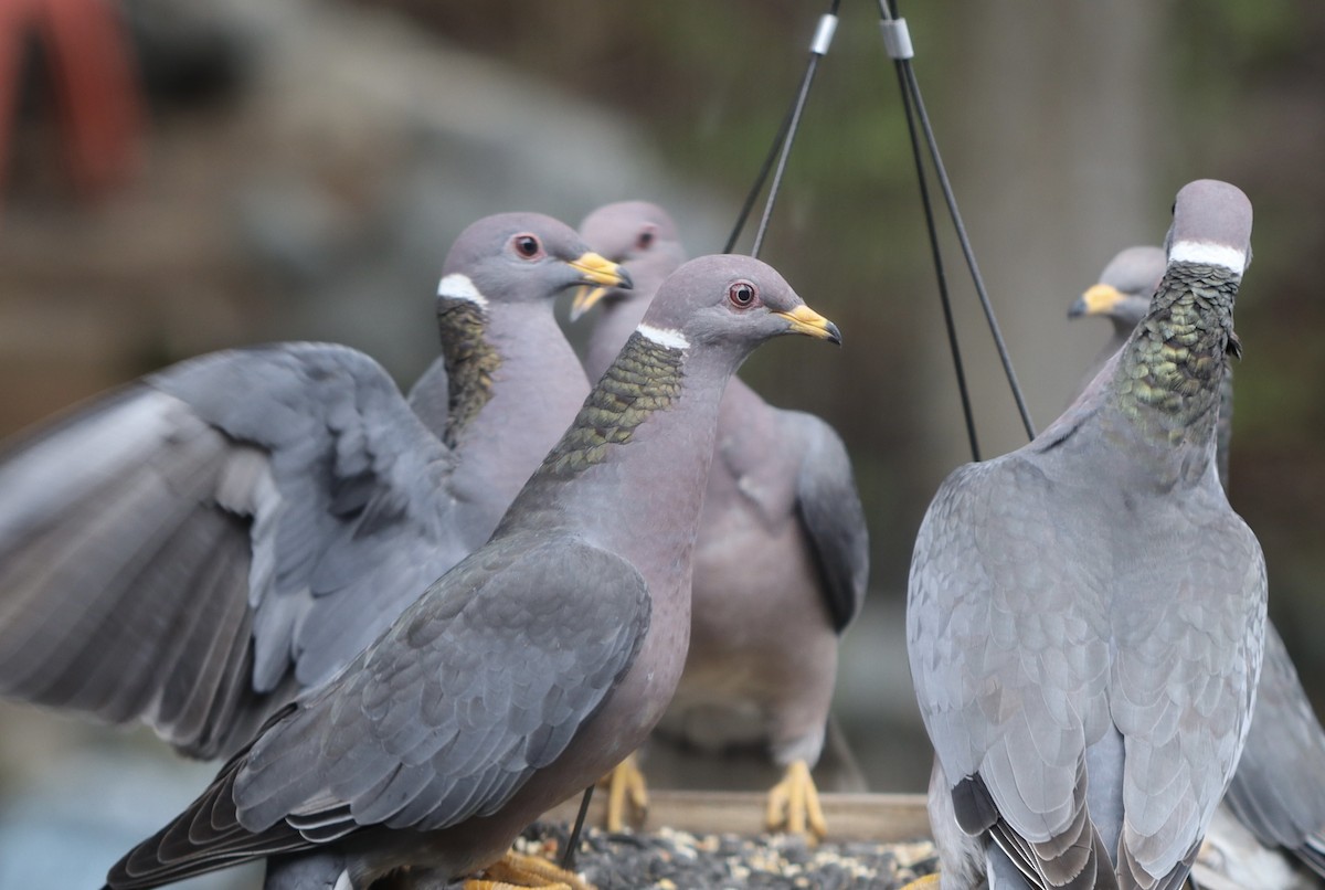 Band-tailed Pigeon - ML617948207