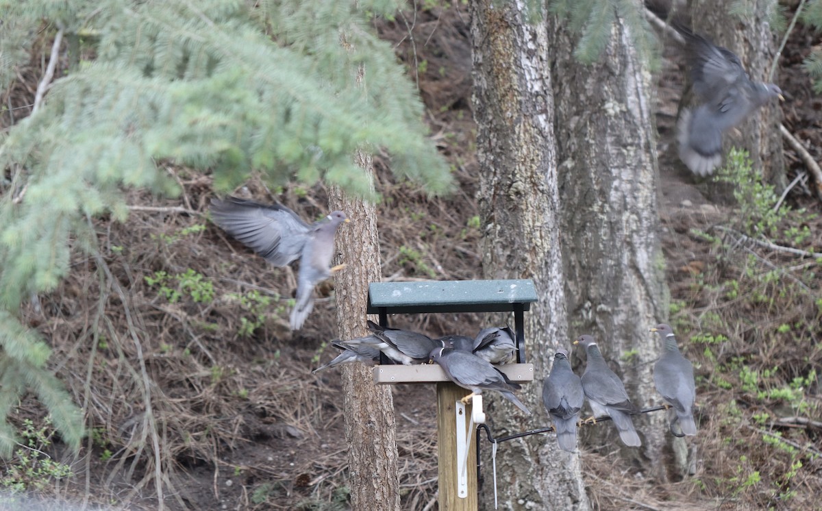 Band-tailed Pigeon - ML617948208