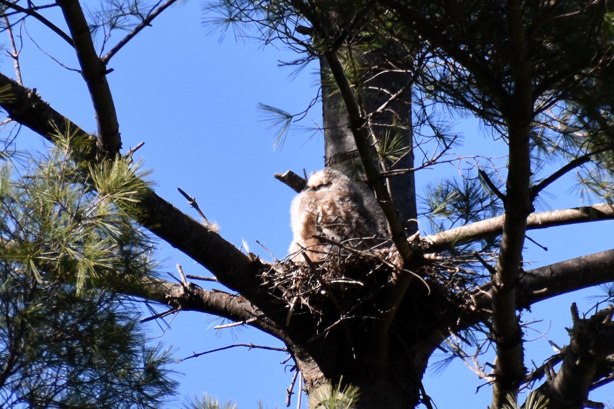 Great Horned Owl - Travis Pryor