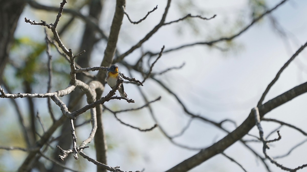 Northern Parula - ML617948216