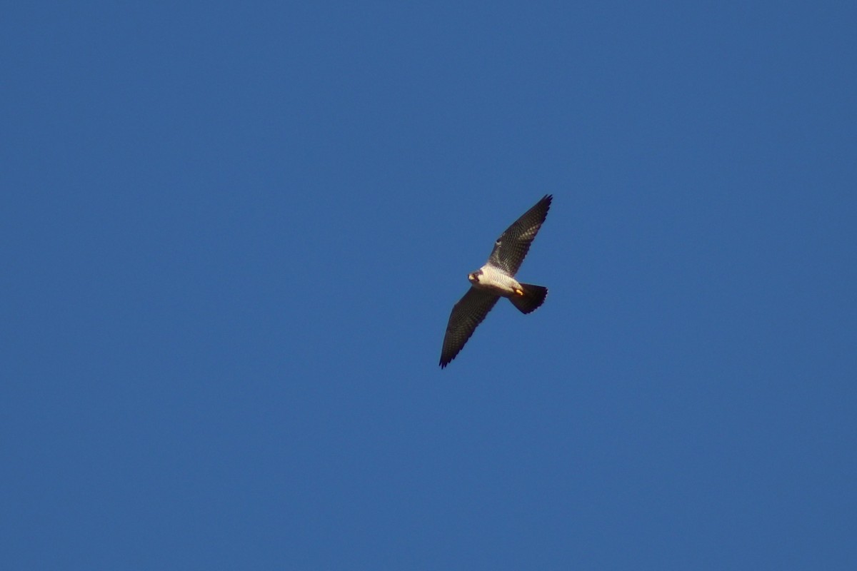 Peregrine Falcon - Ty Sharrow