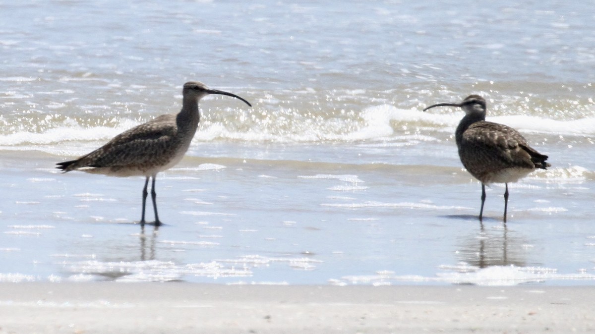 Whimbrel - William Matthews