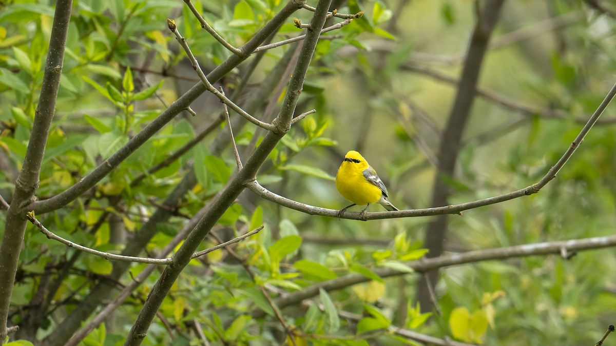 Blue-winged Warbler - ML617948308