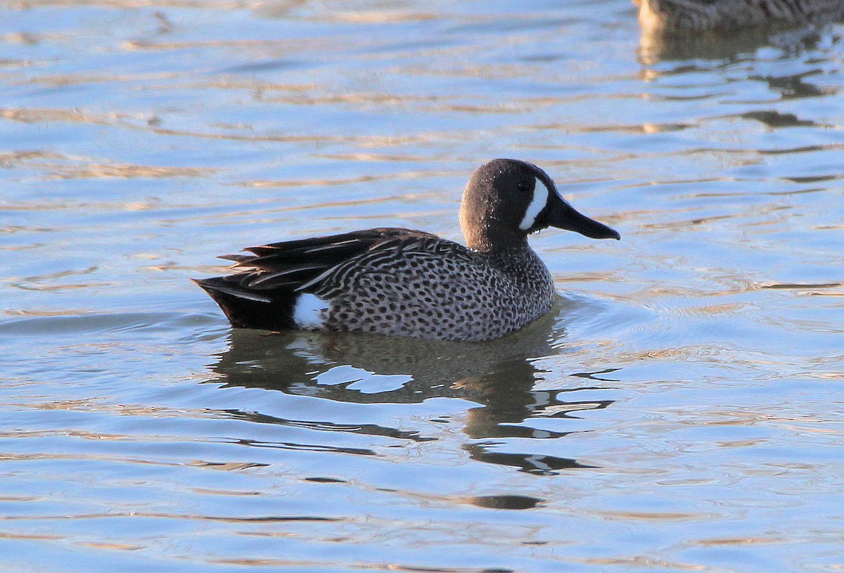 Blue-winged Teal - ML617948312