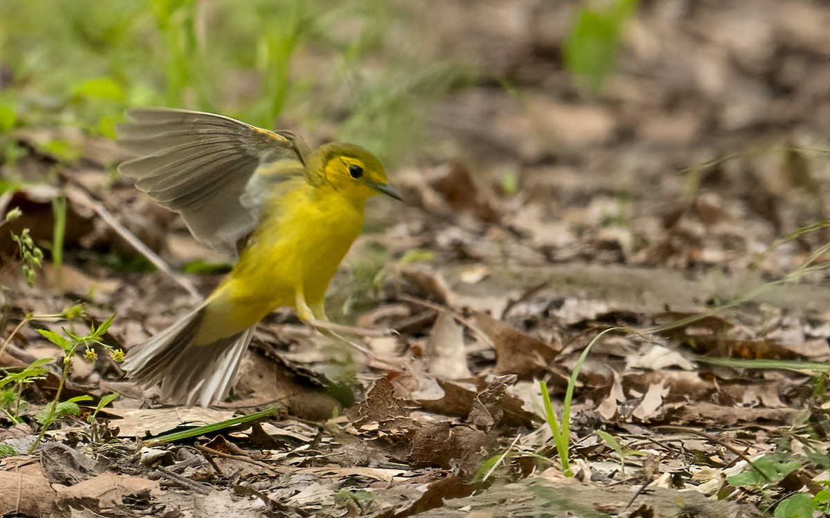 Hooded Warbler - ML617948343