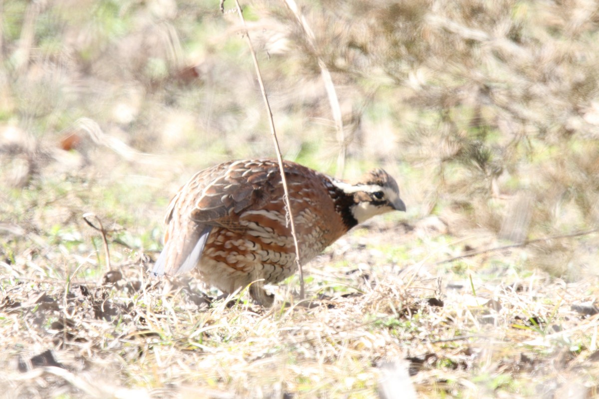 Northern Bobwhite - ML617948357