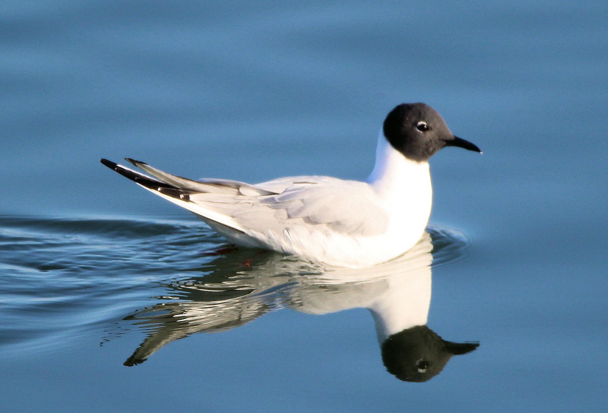 Bonaparte's Gull - ML617948358