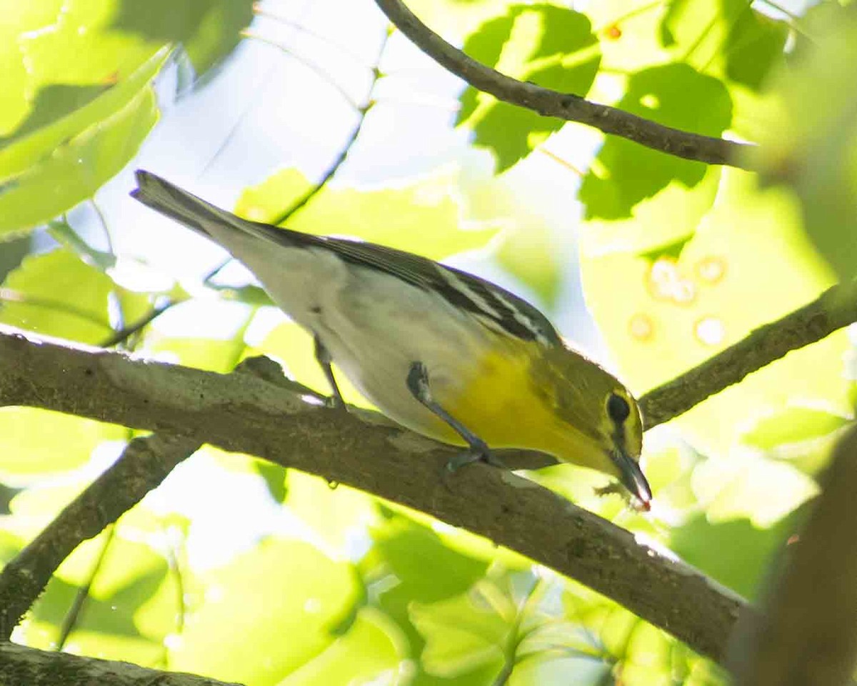 Yellow-throated Vireo - ML617948387