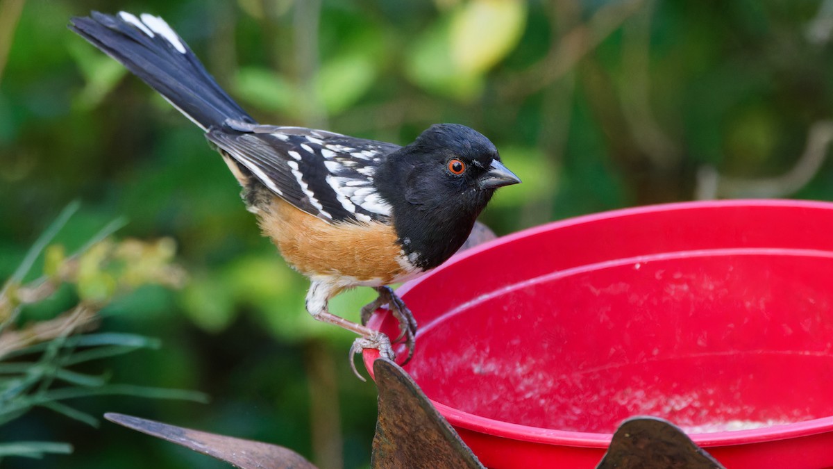 Spotted Towhee - ML617948414