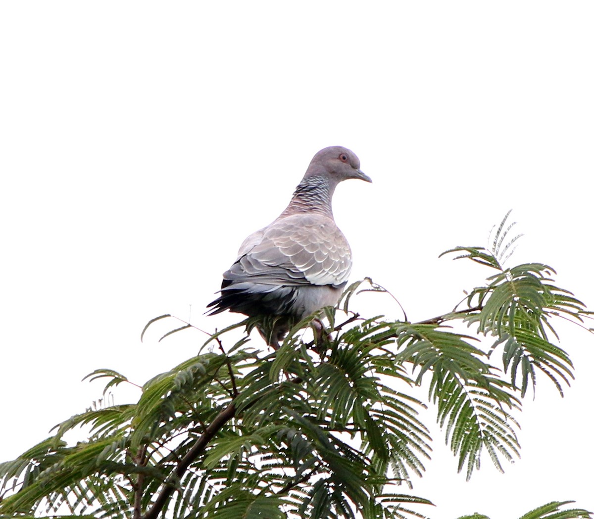 Picazuro Pigeon - Feliciano Lumini