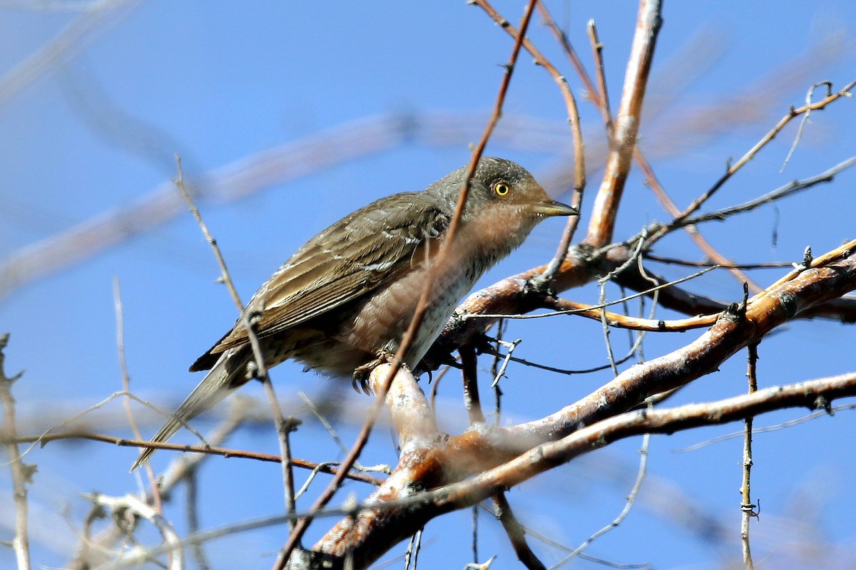 Barred Warbler - 独行虾 Bird.soong