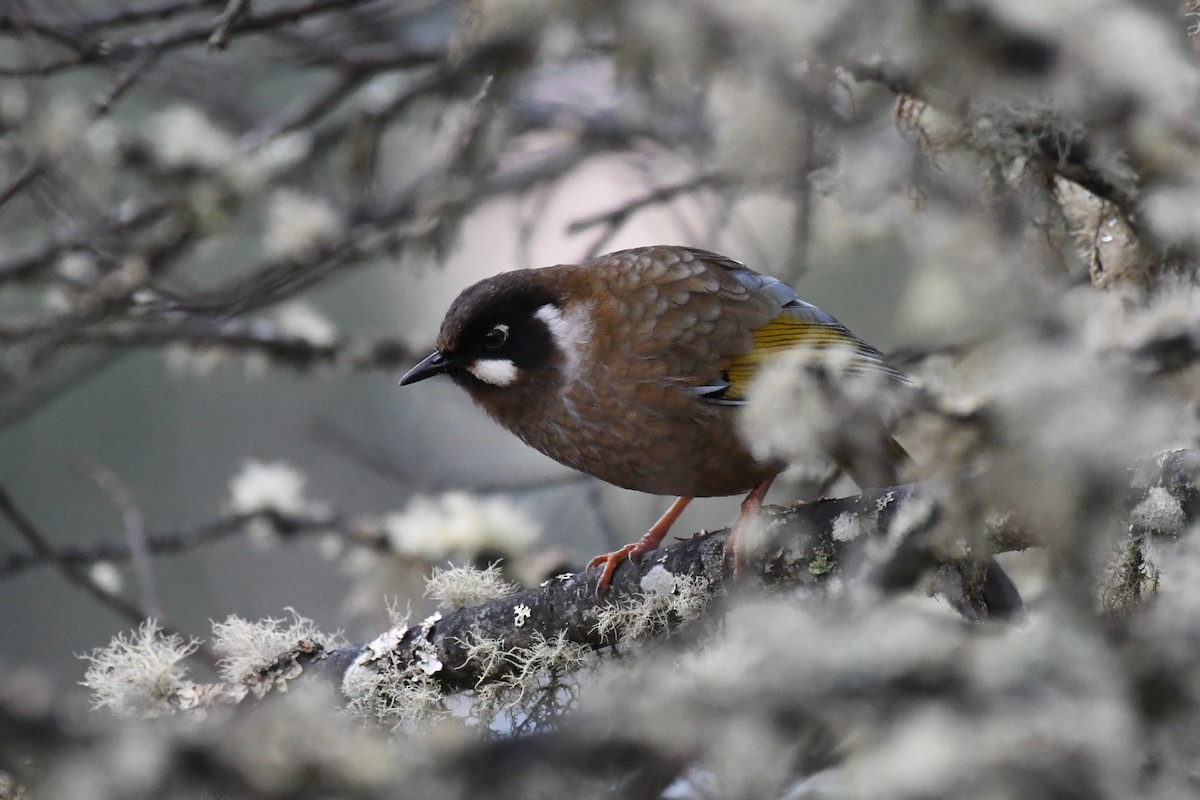 Black-faced Laughingthrush - Tristan Jobin