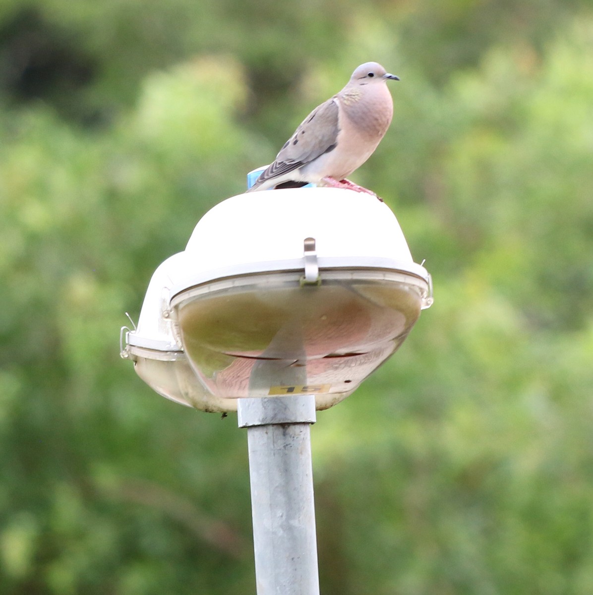 Eared Dove - Feliciano Lumini